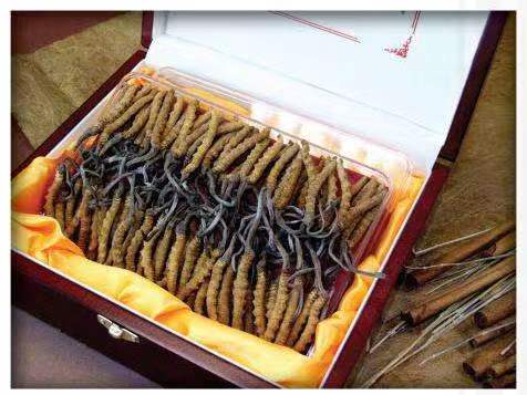 长坡镇冬虫夏草回收